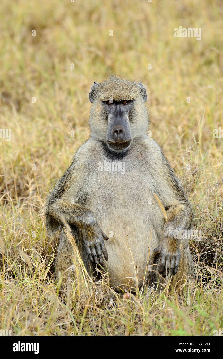 Babbuino maschio in colline di Taita Game Reserve, Kenya, Africa orientale Foto Stock