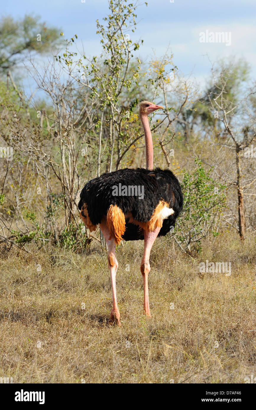 In struzzo Taita Hills Game Reserve, Kenya, Africa orientale Foto Stock