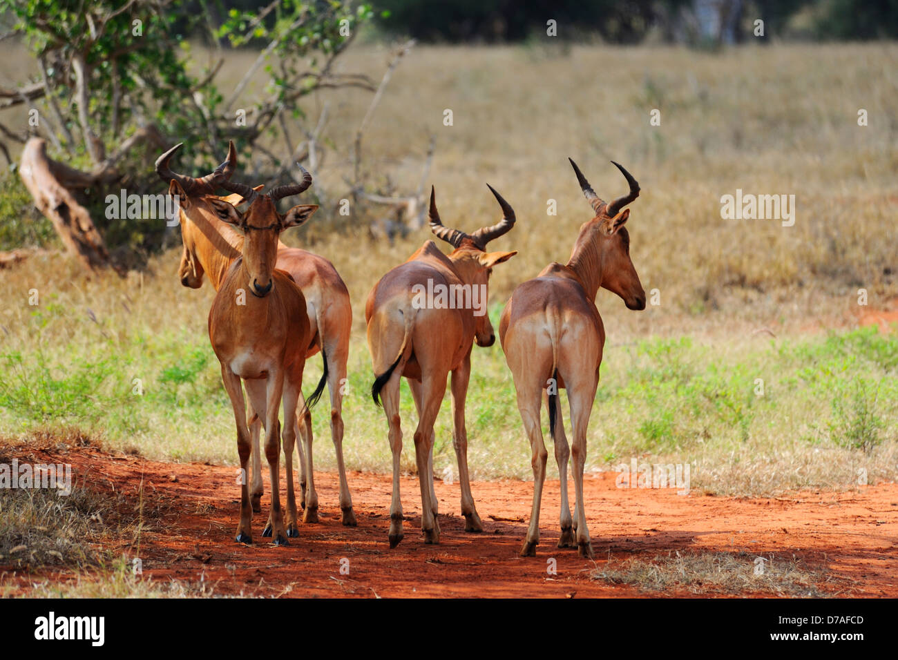 Red hartebeest in colline di Taita Game Reserve, Kenya, Africa orientale Foto Stock