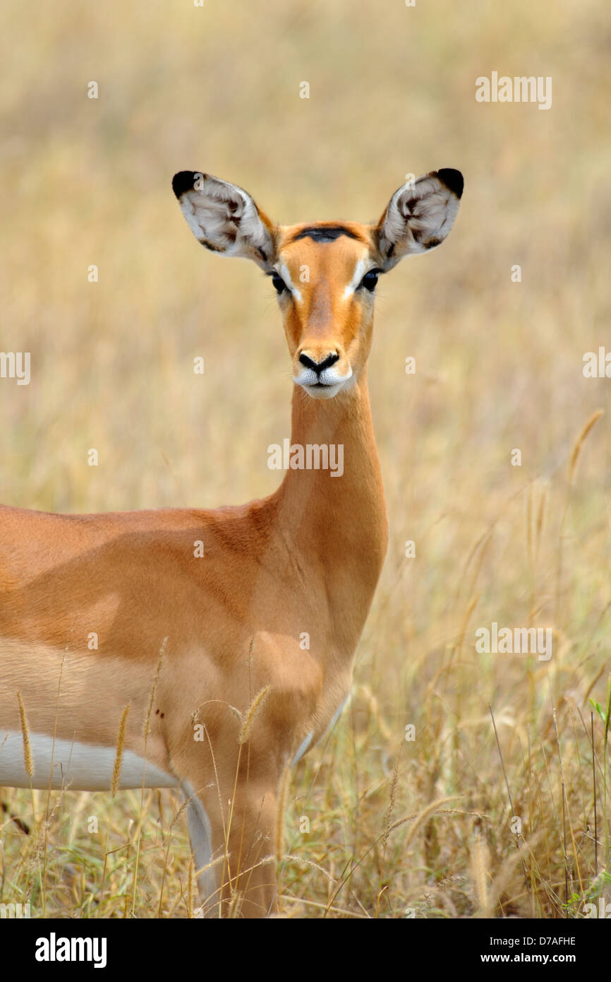 Impala in colline di Taita Game Reserve, Kenya, Africa orientale Foto Stock