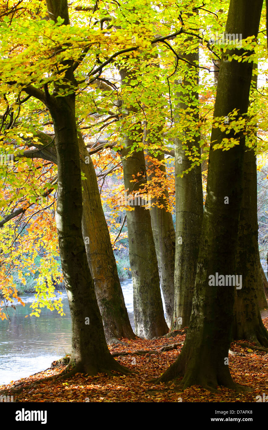 Alberi in autunno, REGNO UNITO Foto Stock