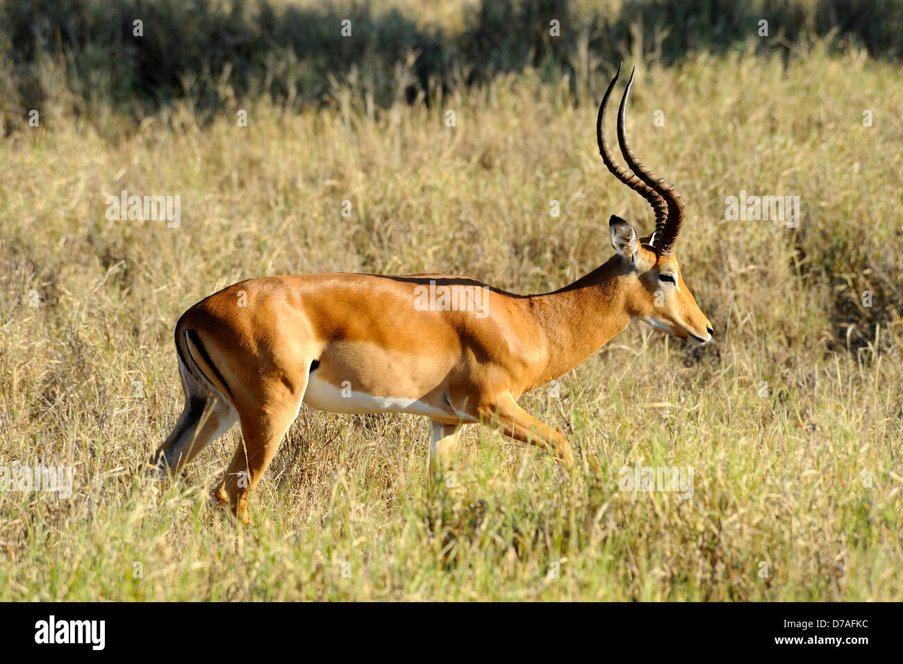 Grant's gazzella a Taita Hills Game Reserve, Kenya, Africa orientale Foto Stock