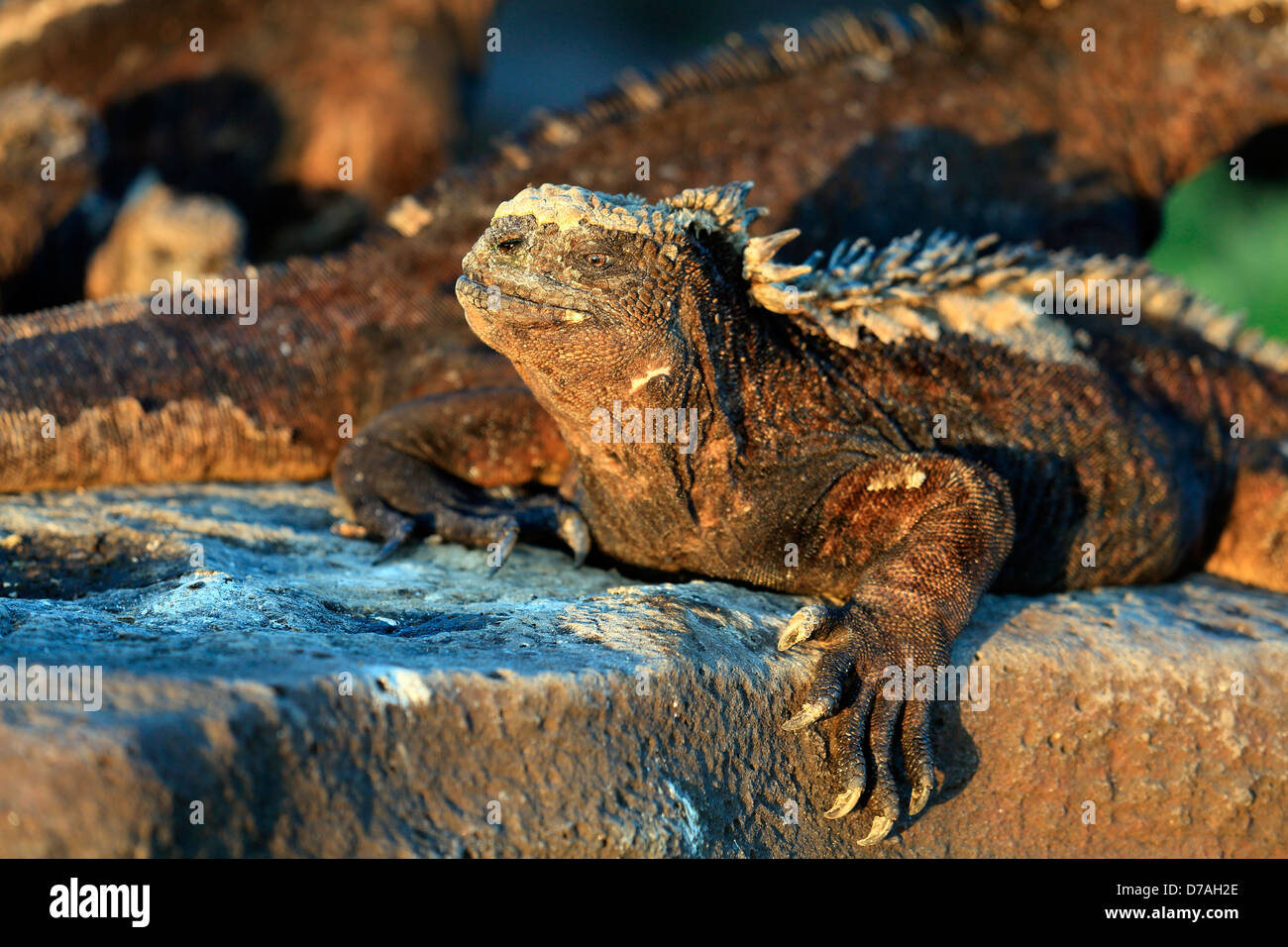 Iguane Marine a prendere il sole sulla roccia in isole Galapagos Foto Stock