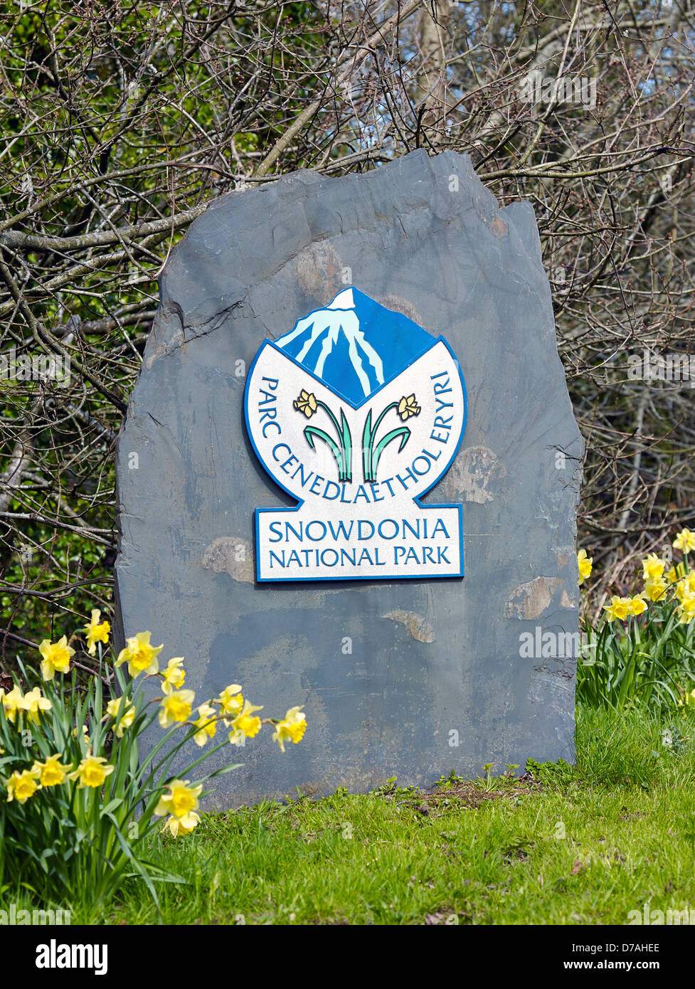 Un Parco Nazionale di Snowdonia marcatore di confine su una roccia di ardesia con un bordo di narcisi vicino alla strada. Foto Stock