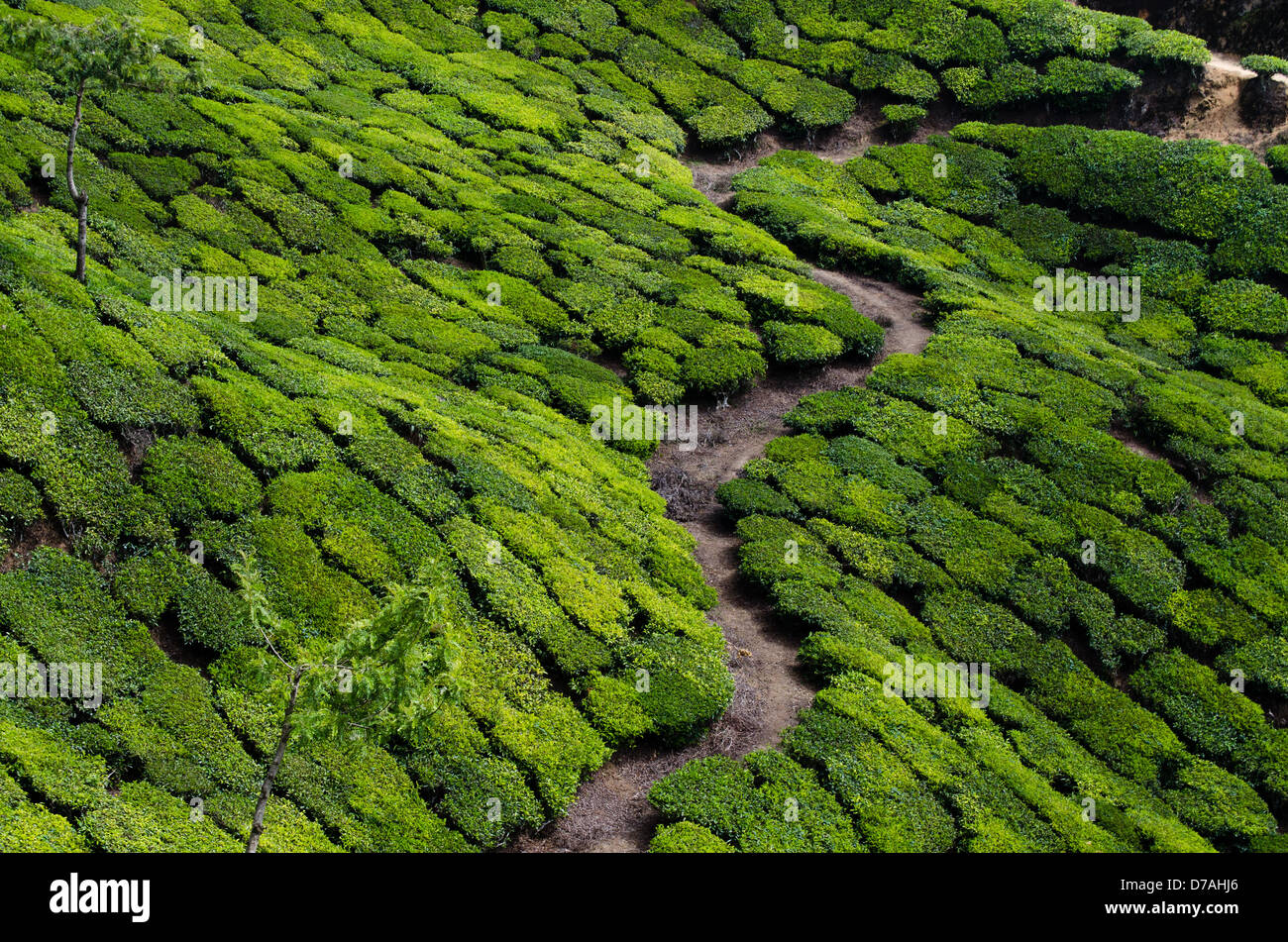 La piantagione di tè, Munnar, Kerela, India. Foto Stock