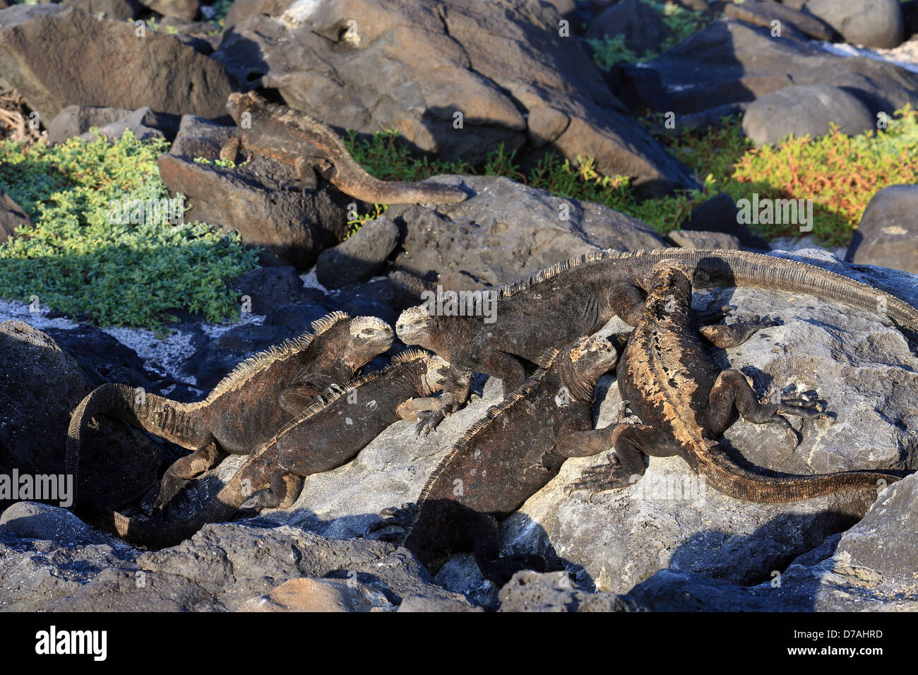 Iguane Marine a prendere il sole sulla roccia in isole Galapagos Foto Stock