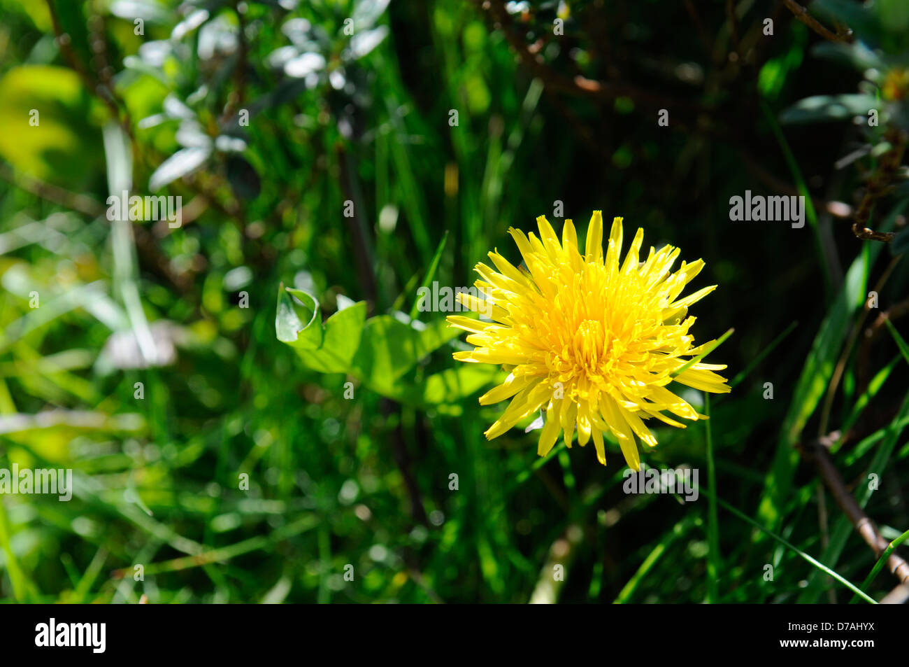 Comune di tarassaco (Taraxacum officinale) fiore Foto Stock