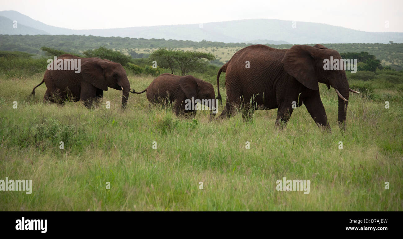 Gli elefanti selvatici in Thanda Game Reserve KwaZulu-Natal, in Sudafrica. Foto Stock