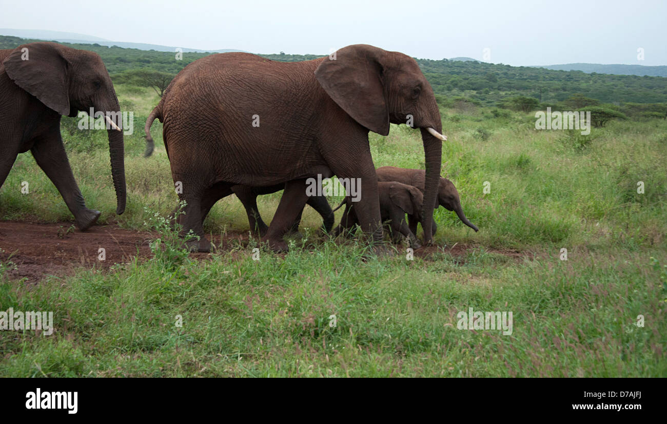 Gli elefanti selvatici in Thanda Game Reserve KwaZulu-Natal, in Sudafrica. Foto Stock