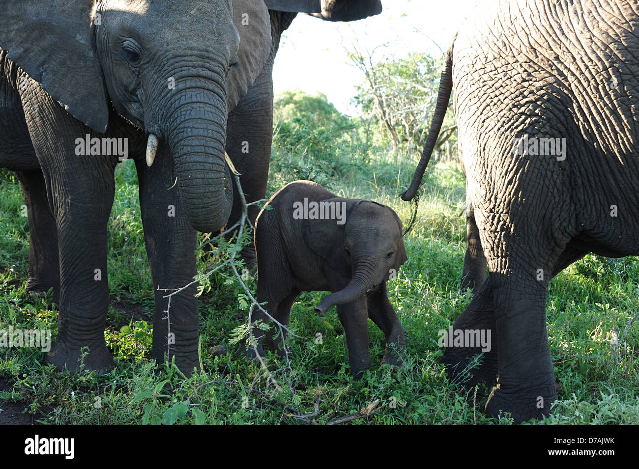 Gli elefanti selvatici in Thanda Game Reserve KwaZulu-Natal, in Sudafrica. Foto Stock