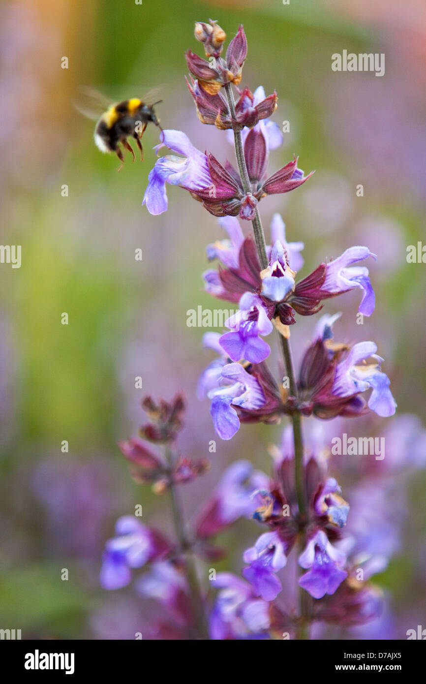 Un Bumble Bee visitando un fiore di salvia Foto Stock