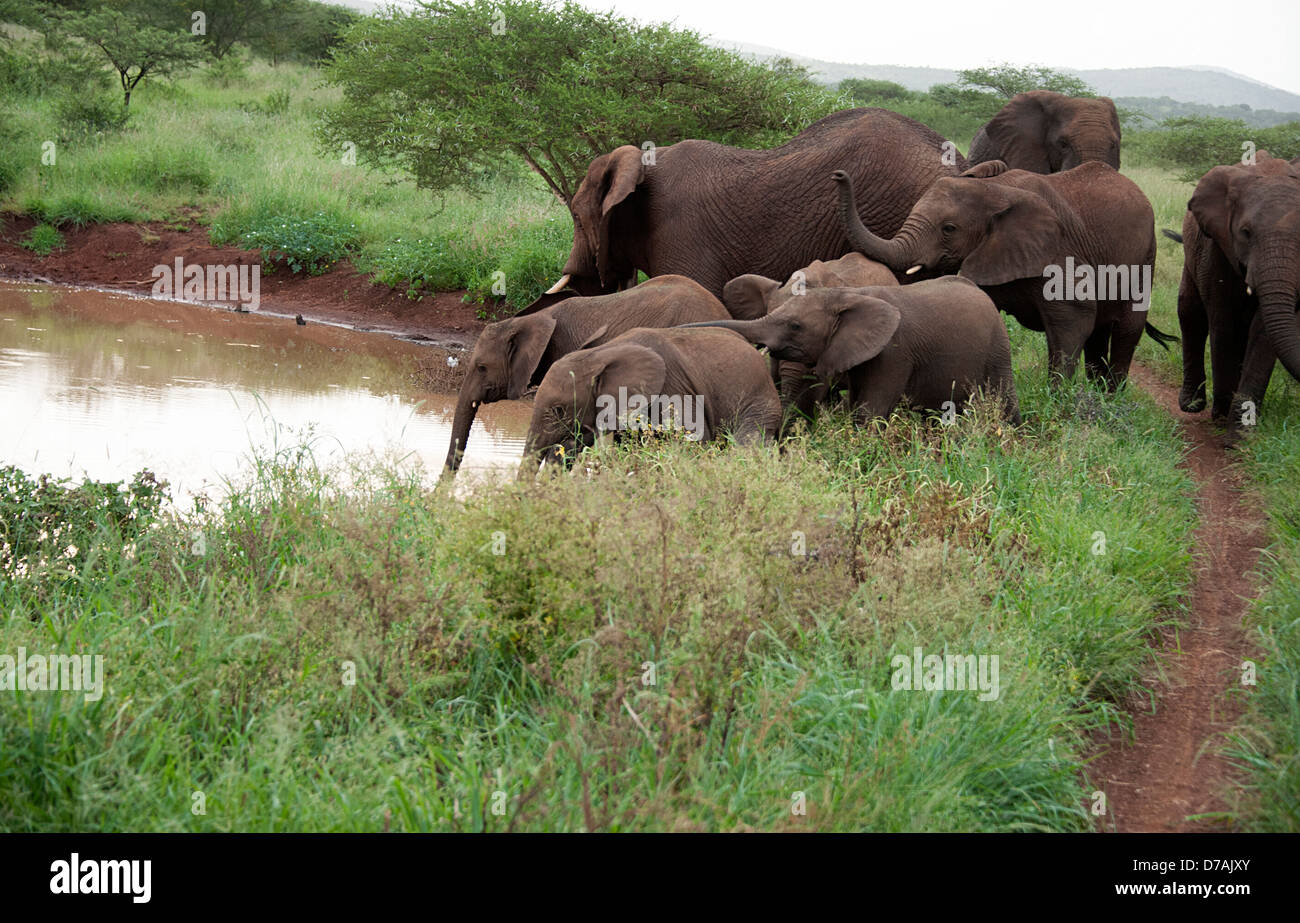 Gli elefanti selvatici in Thanda Game Reserve KwaZulu-Natal, in Sudafrica. Foto Stock