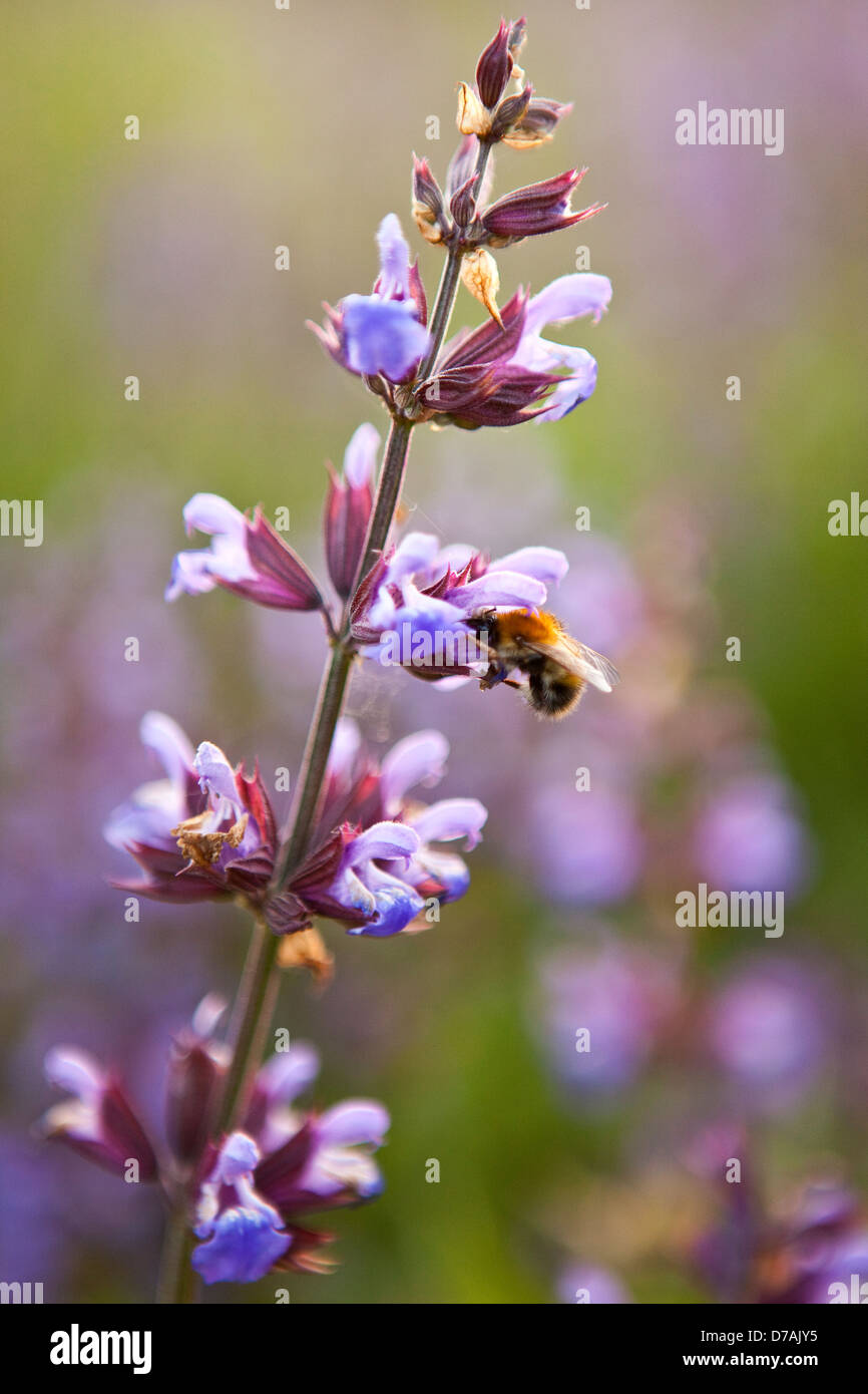 Un Bumble Bee visitando un fiore di salvia Foto Stock