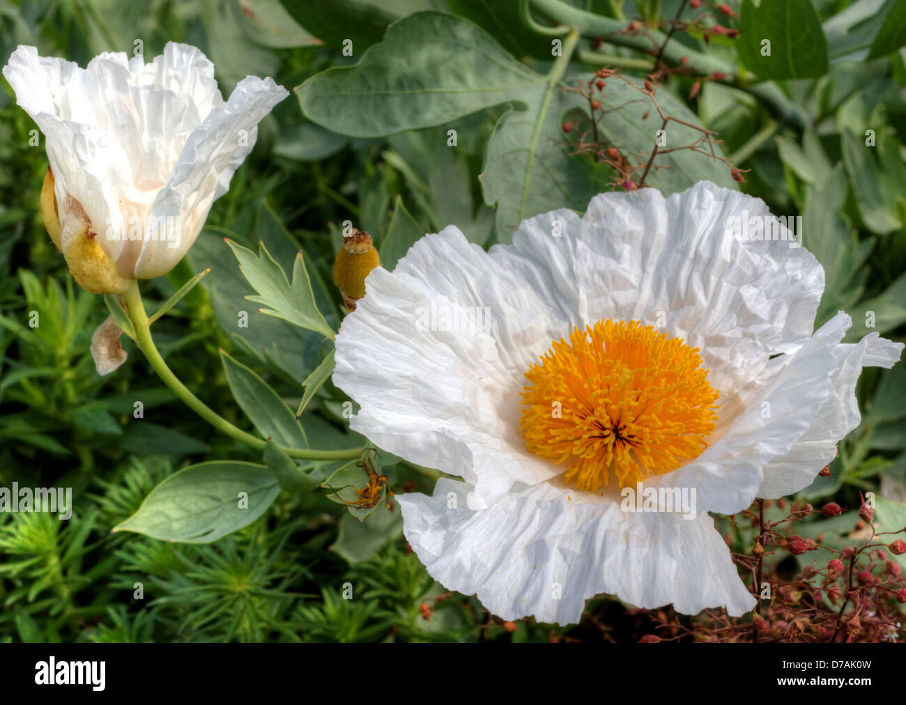 Esotico fiore bianco Matilija papavero o California Tree papavero (Romneya coulteri) in un giardino. Foto Stock