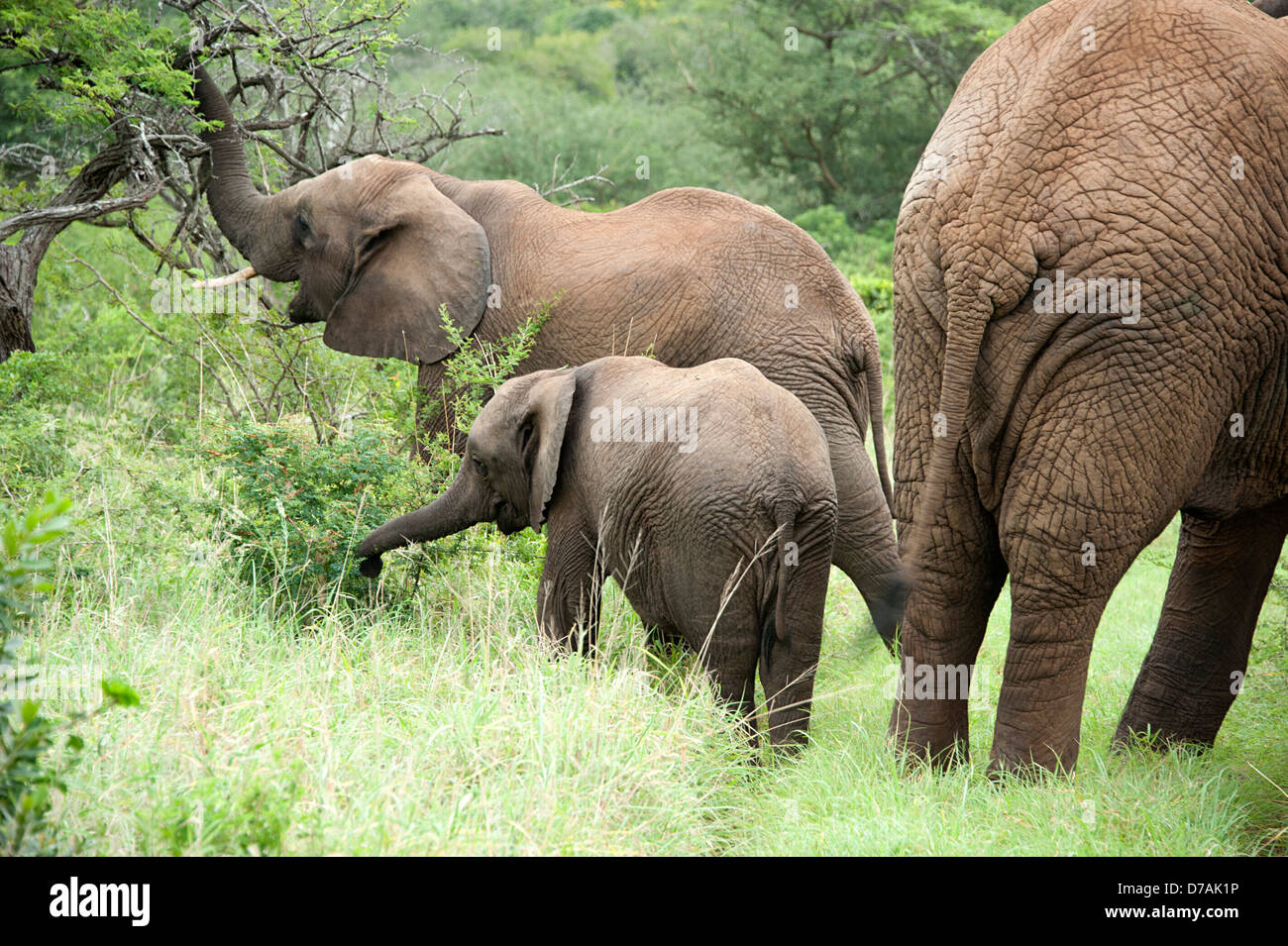 Gli elefanti selvatici in Thanda Game Reserve KwaZulu-Natal, in Sudafrica. Foto Stock