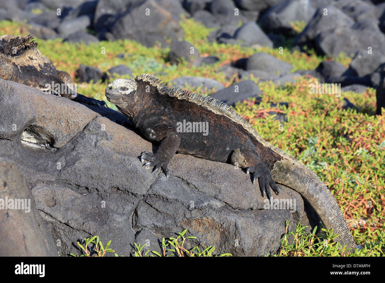 Iguane Marine a prendere il sole sulla roccia in isole Galapagos Foto Stock