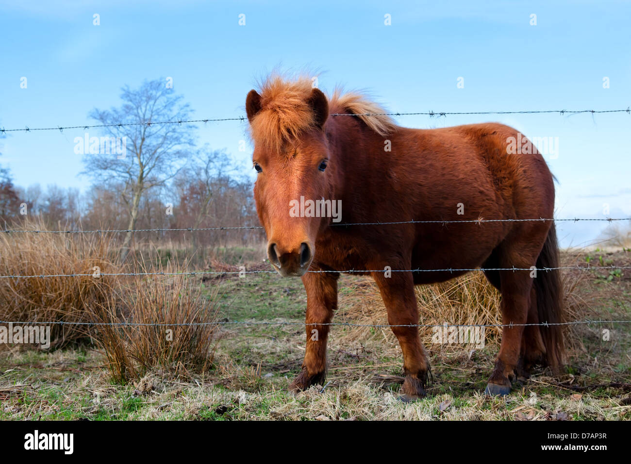 Simpatici pony marrone su pascolo oltre il cielo blu Foto Stock