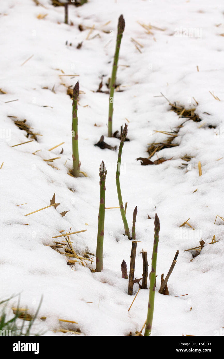 Bellevue, Nebraska, Stati Uniti d'America. Il 2 maggio 2013. Gli asparagi affiora attraverso la neve in un giardino a Bellevue, Nebraska dopo 3 cm di neve che cadde il 1 maggio e 2. Bellevue è un sobborgo di Omaha, in Nebraska e la caduta di neve ha rotto il record per il maggior numero di neve nel mese di maggio nella città di Omaha. Gli asparagi sono un tempo fresco raccolto e può facilmente sopravvivere la neve e il gelo, ma altamente insolitamente di essere effettivamente visto in snow.Credit: Pasquale Mingarelli/Alamy Live News Foto Stock