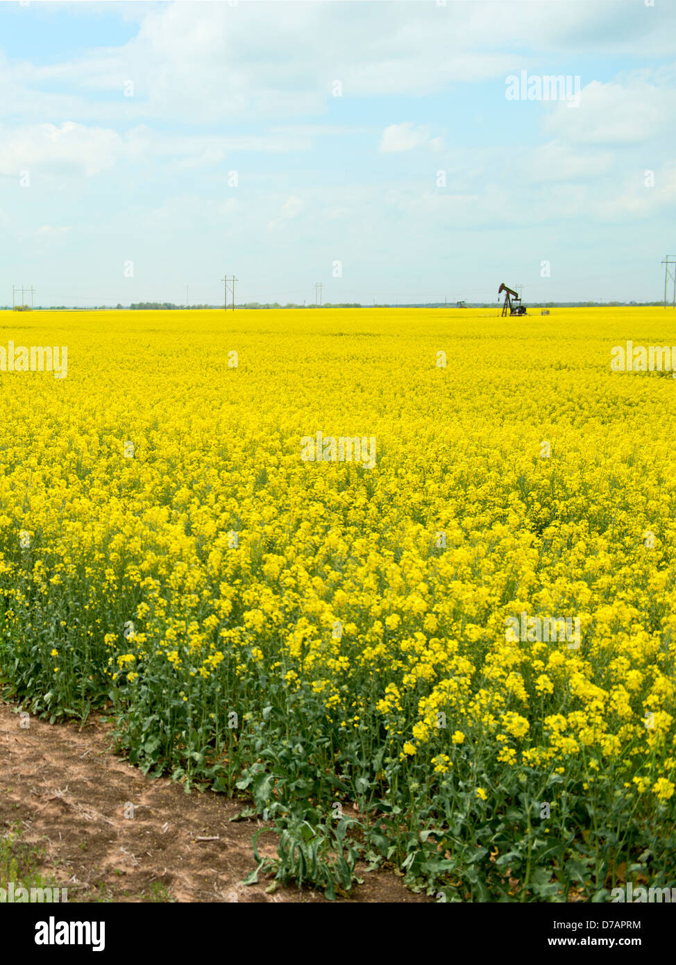 Un campo di colza in fiore in terreni agricoli in Oklahoma, Stati Uniti d'America, con un jack pumper nella distanza. Foto Stock