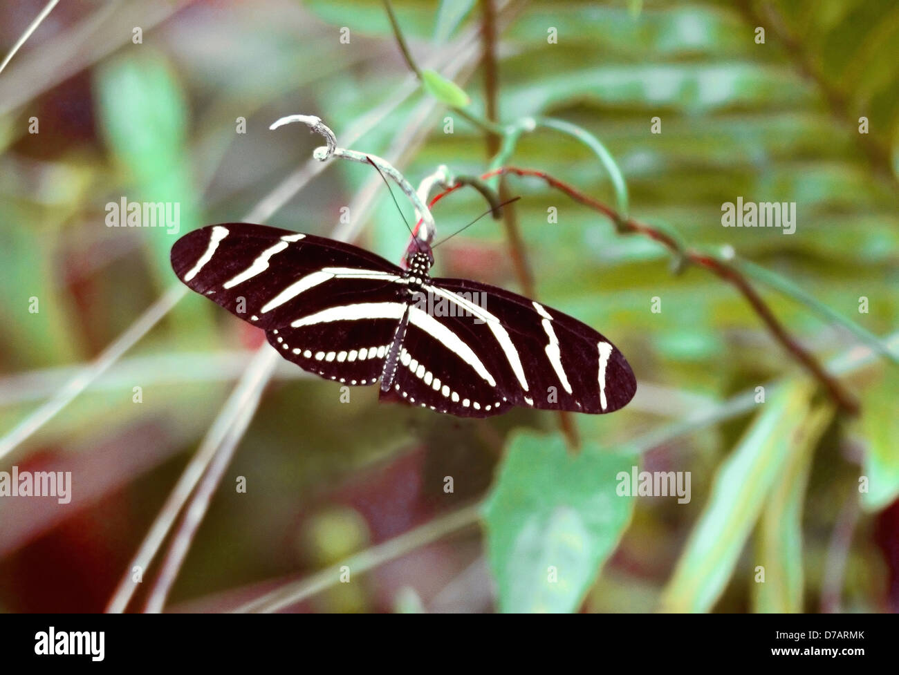 Una farfalla Zebra Longwing (Zebra Heliconian) - Heliconius charitonia. La farfalla ufficiale di stato della Florida Foto Stock
