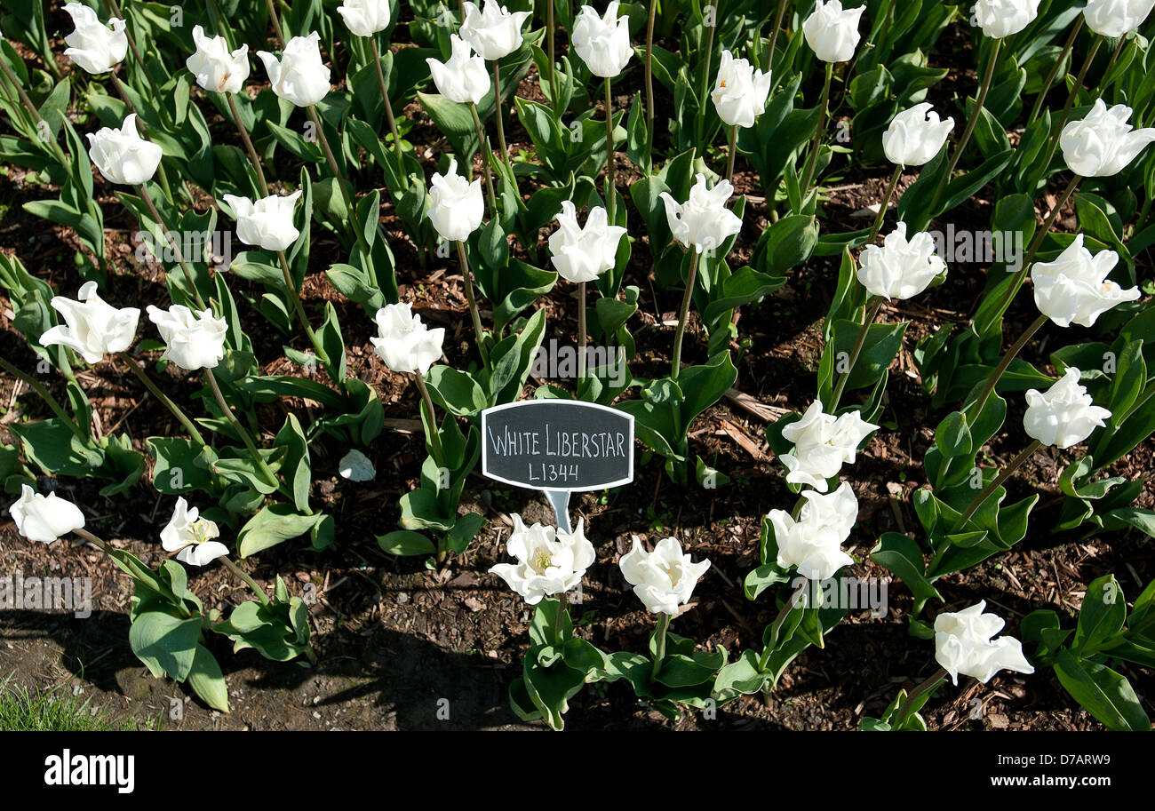 Tulipani bianchi. Foto Stock