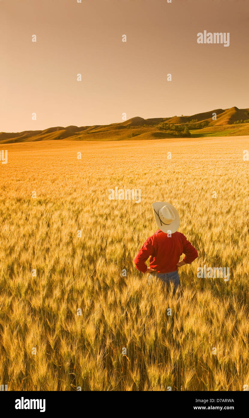 Un uomo si affaccia sulla maturazione di frumento, Qu'appelle River Valley, Saskatchewan, Canada, la scelta degli artisti Foto Stock