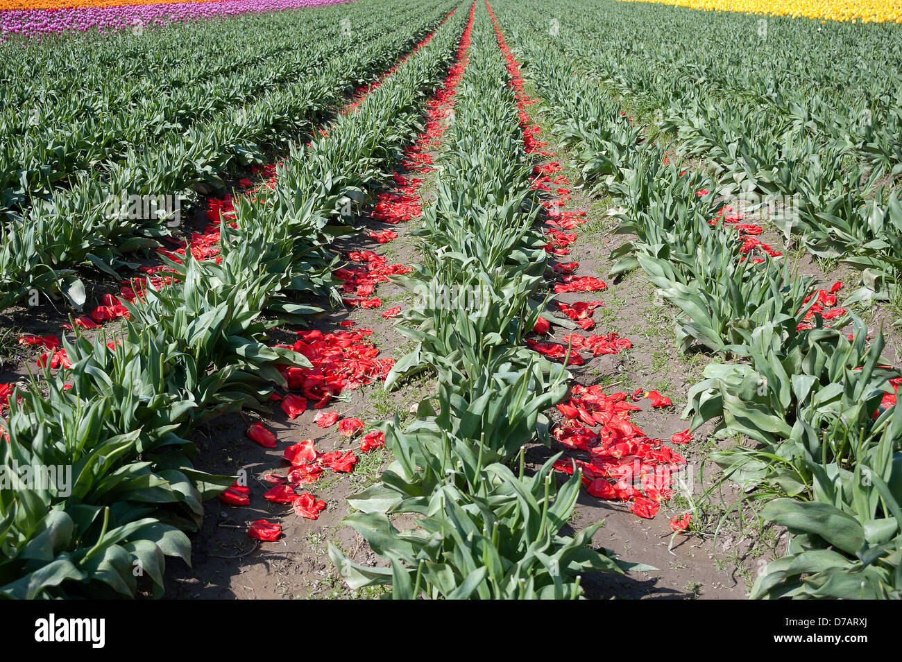 Red tulip petali di fiori sul terreno. Foto Stock