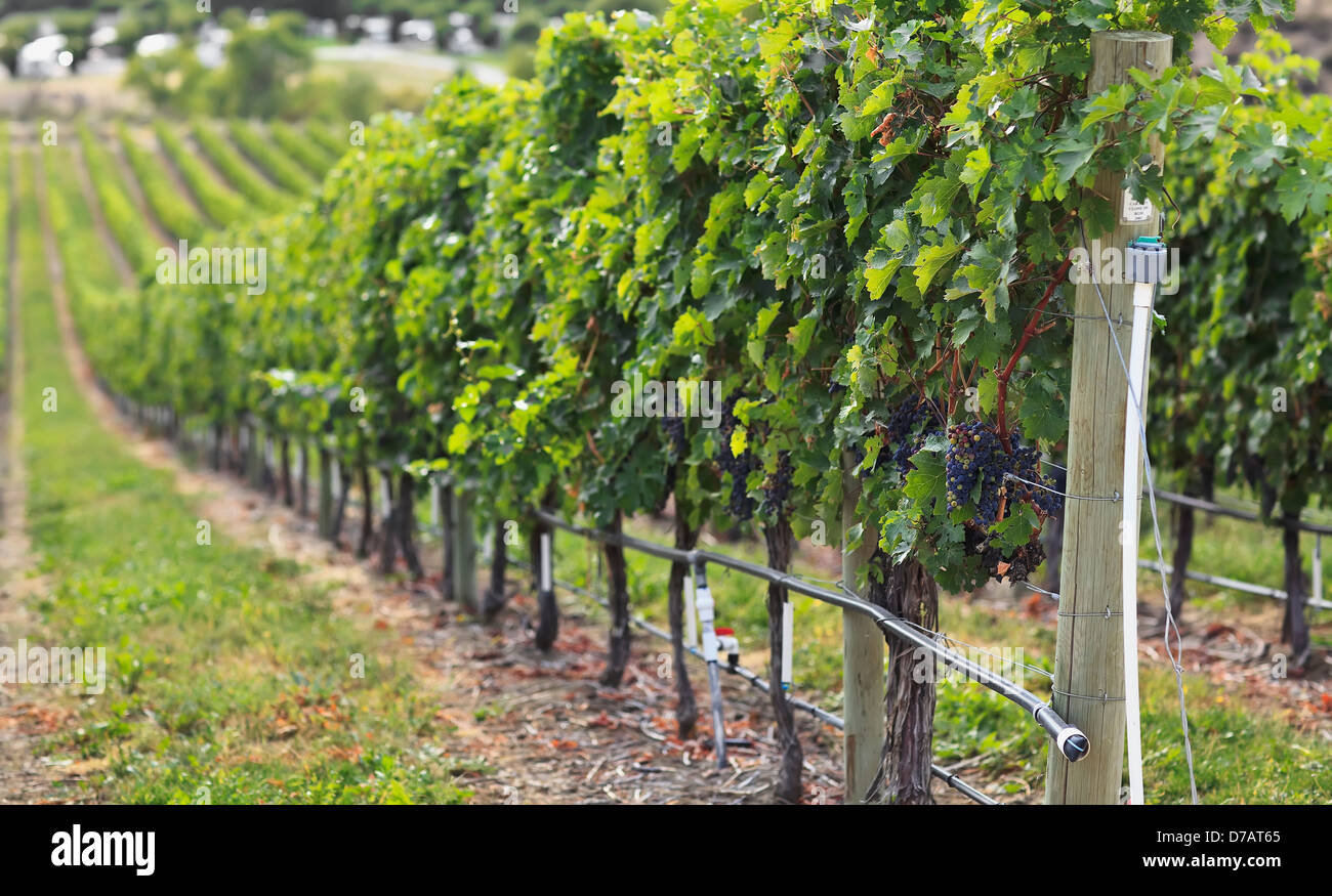 Vitigni in un vigneto nella Okanagan Valley; Osoyoos della Columbia britannica in Canada Foto Stock
