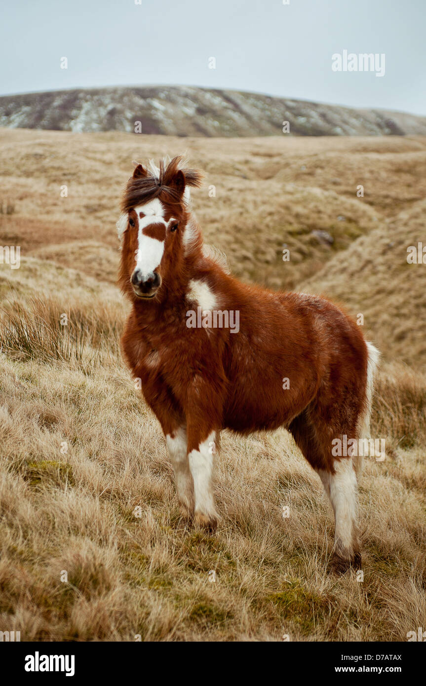 Un selvaggio Pony Welsh sulla cima di una montagna in Brecon Beacons, Galles. Foto Stock
