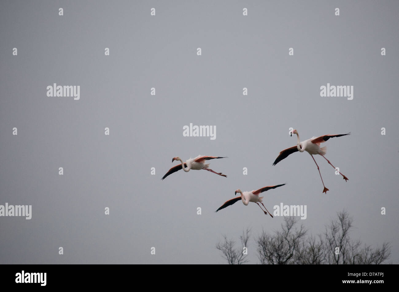 Squadrone fenicotteri Foto Stock