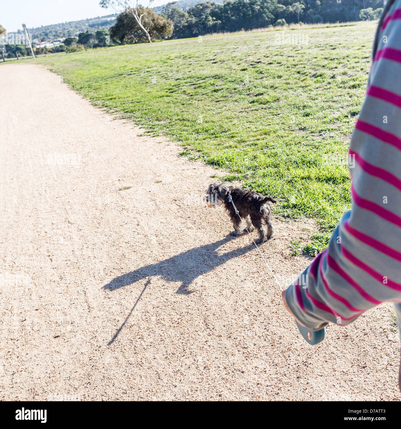 Vista dettagliata del cucciolo di piombo Foto Stock