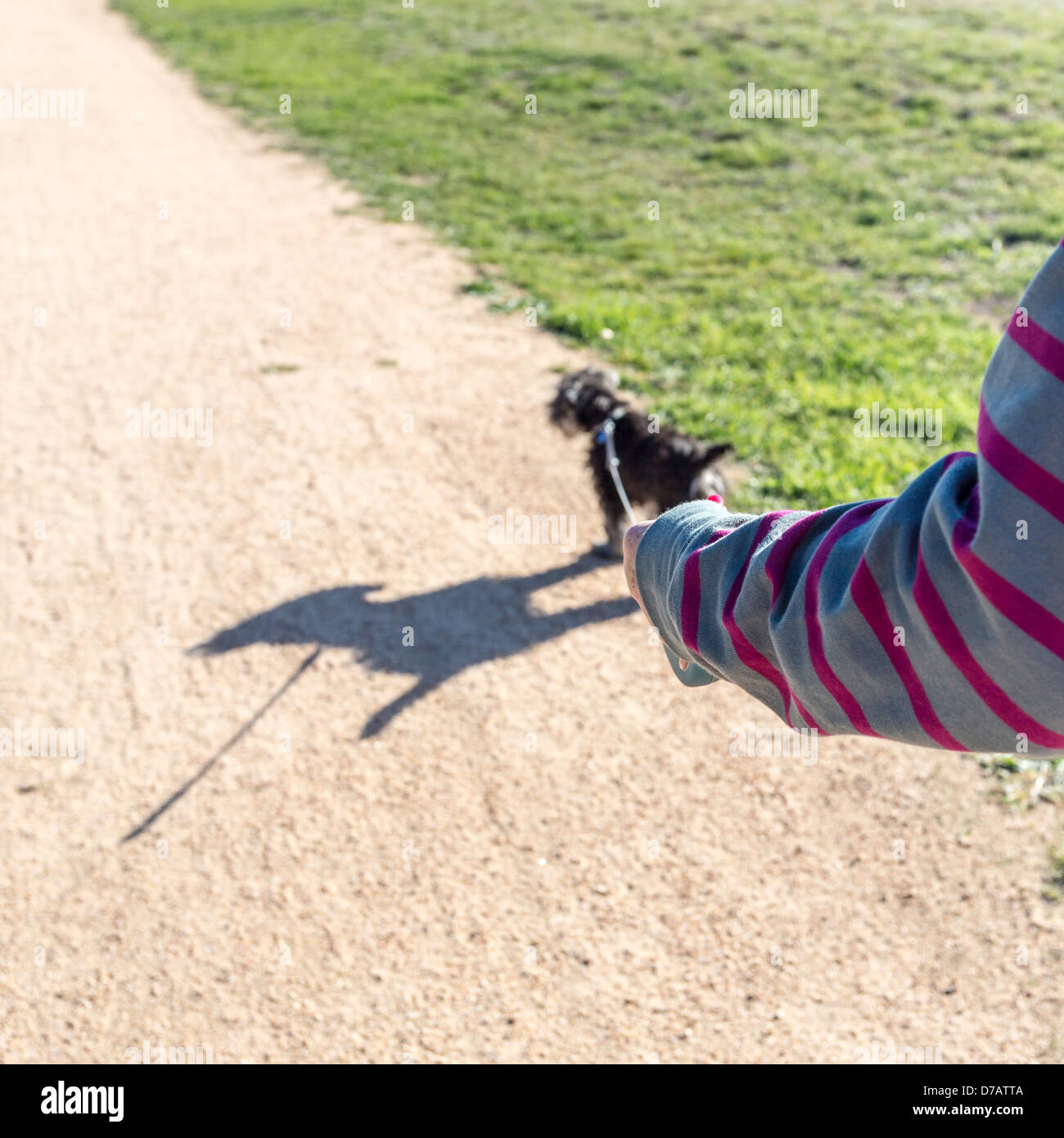 Vista dettagliata del cucciolo di piombo, il fuoco selettivo. Foto Stock