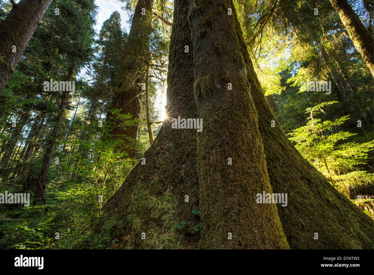 Grande Abete Douglas alberi In Stoltman boschetto di Carmanah Walbran Parco Provinciale;della Columbia britannica in Canada Foto Stock