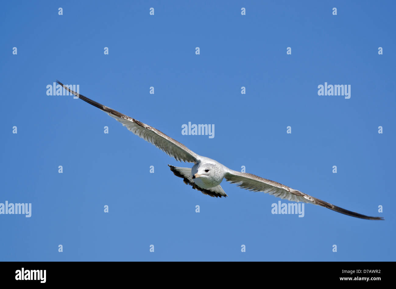 Un gabbiano vola in cielo in cerca di cibo. Foto Stock