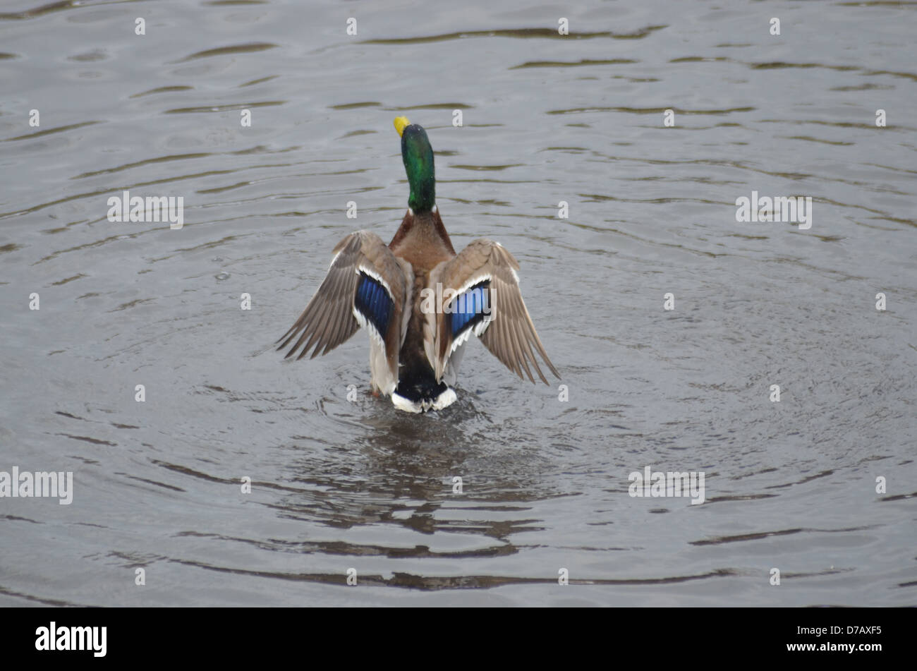 Un anatra terre nell'acqua in barca stagno nel Central Park di New York City Foto Stock