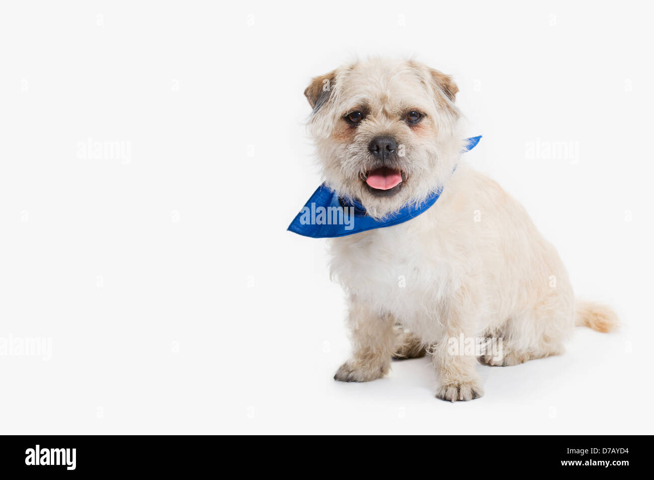 Cane con una bandana blu collare su uno sfondo bianco;SAN Albert Alberta Canada Foto Stock