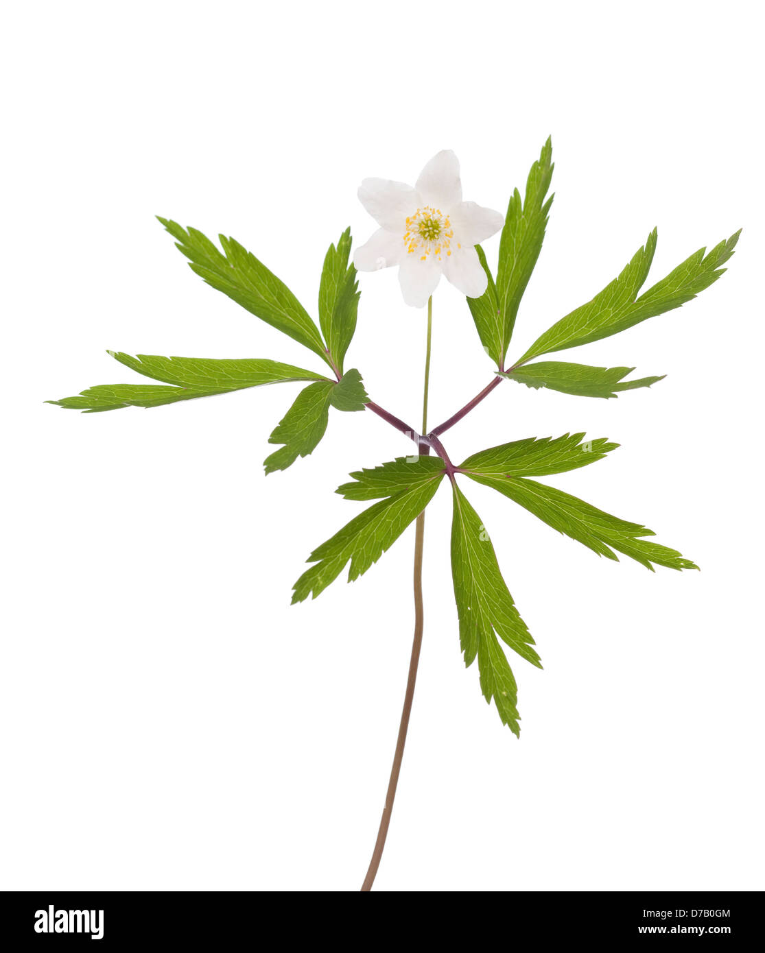 Unico fiore (anemone Anemone nemorosa ,) su sfondo bianco Foto Stock