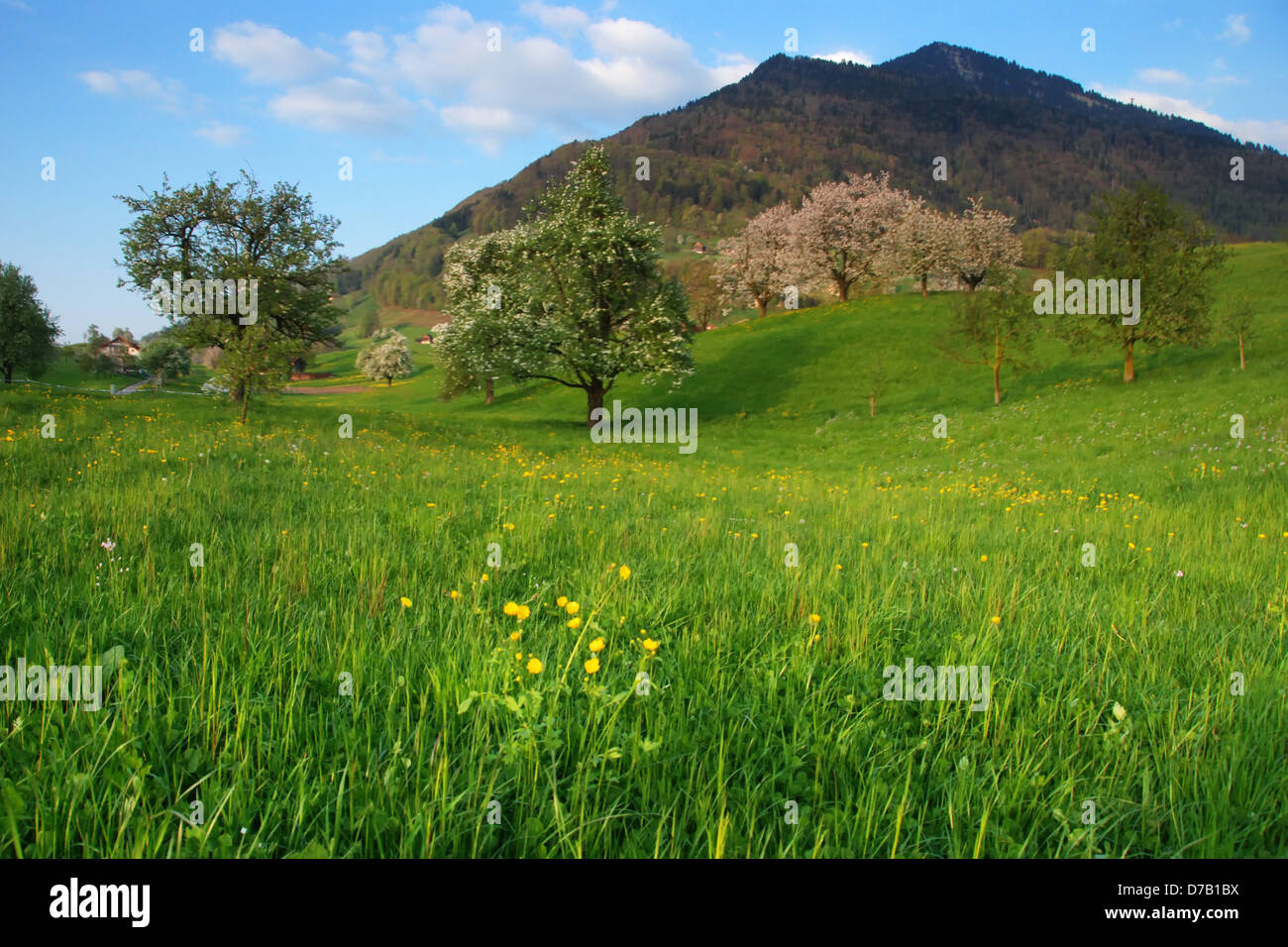 Il Monte Rigi in Svizzera con un prato in primo piano Foto Stock