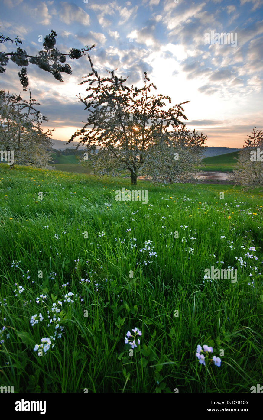 Un albero di fiore in fiore contro il tramonto in un prato svizzero Foto Stock