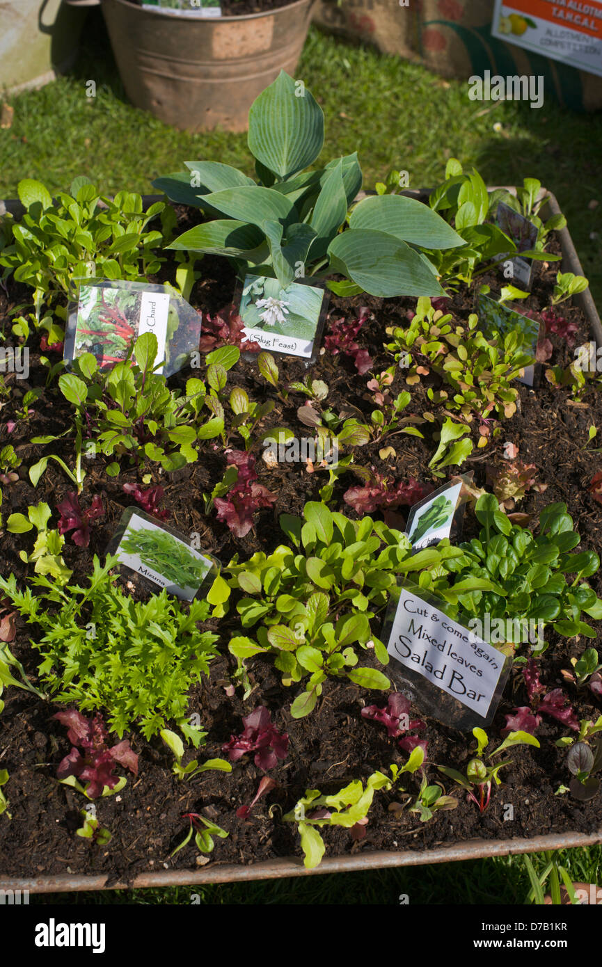 Insalata colture in contenitori sul display di assegnazione a Exeter Festival del Sud Ovest di Food & Drink Foto Stock