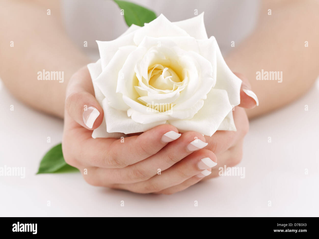 Donna con le mani la rosa bianca Foto Stock