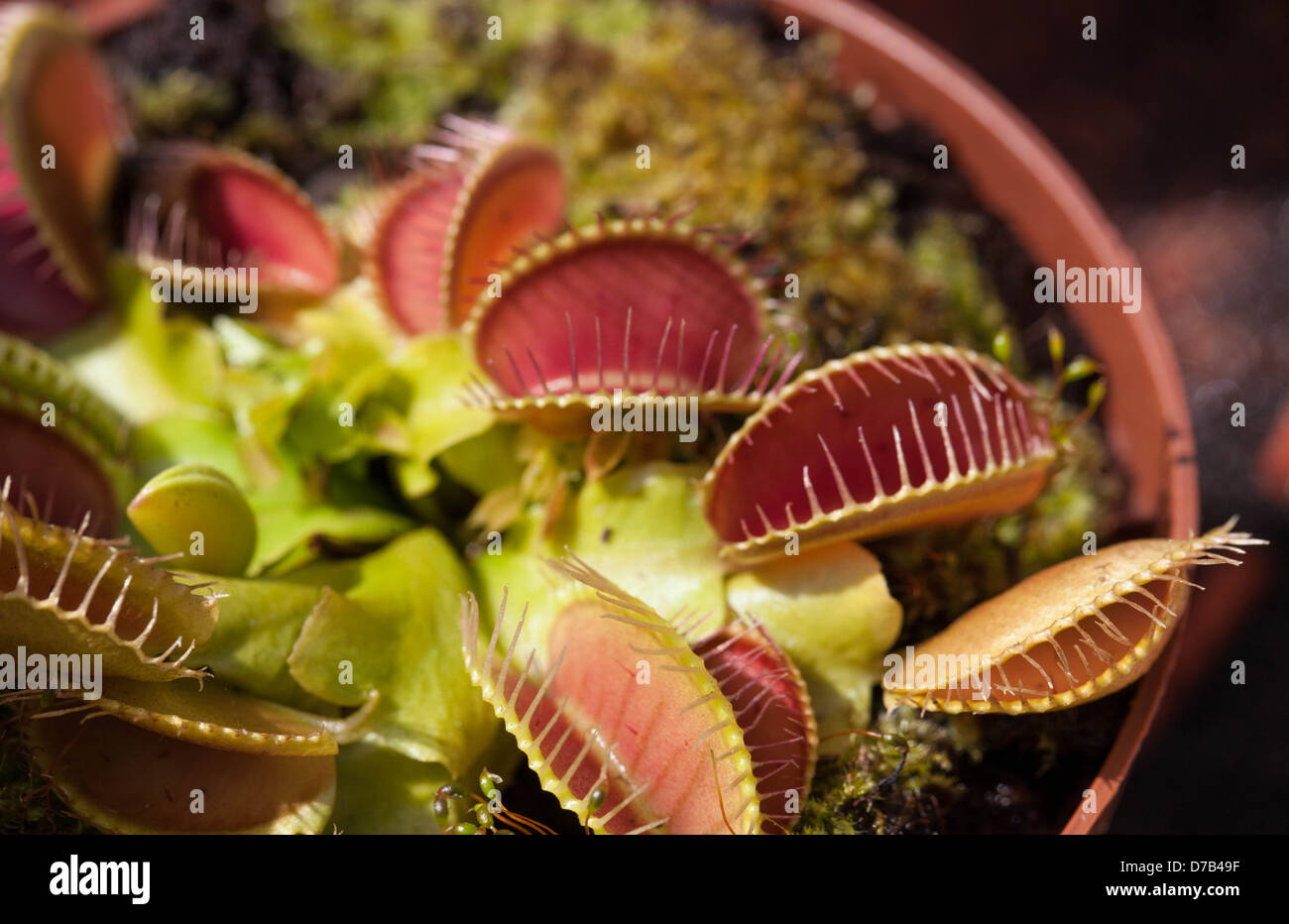 Una pianta del flytrap di Venere in un vaso. Foto Stock