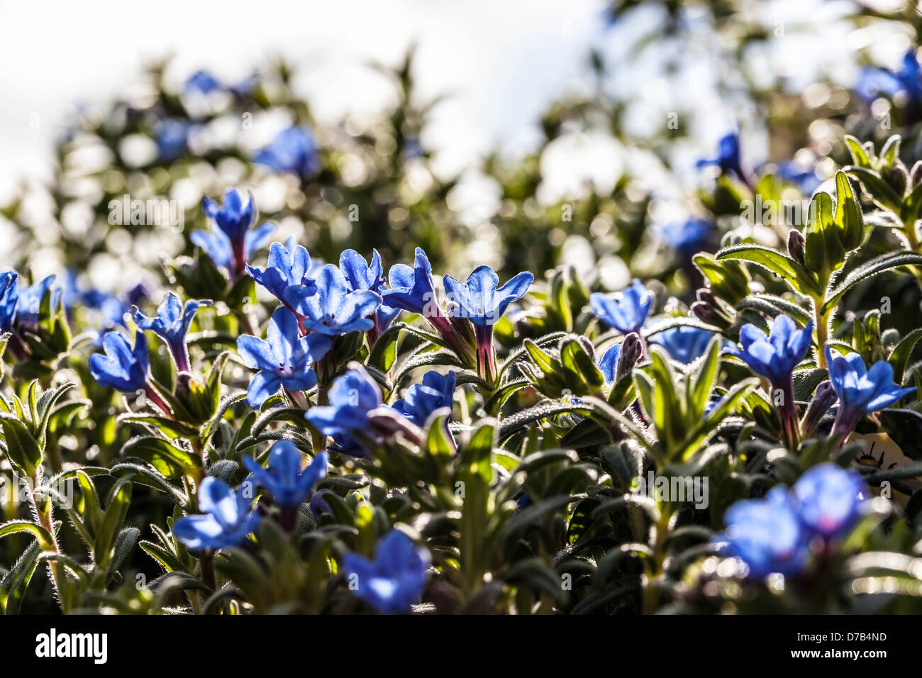 Lithodora diffusa "celeste fiori " REGNO UNITO Foto Stock