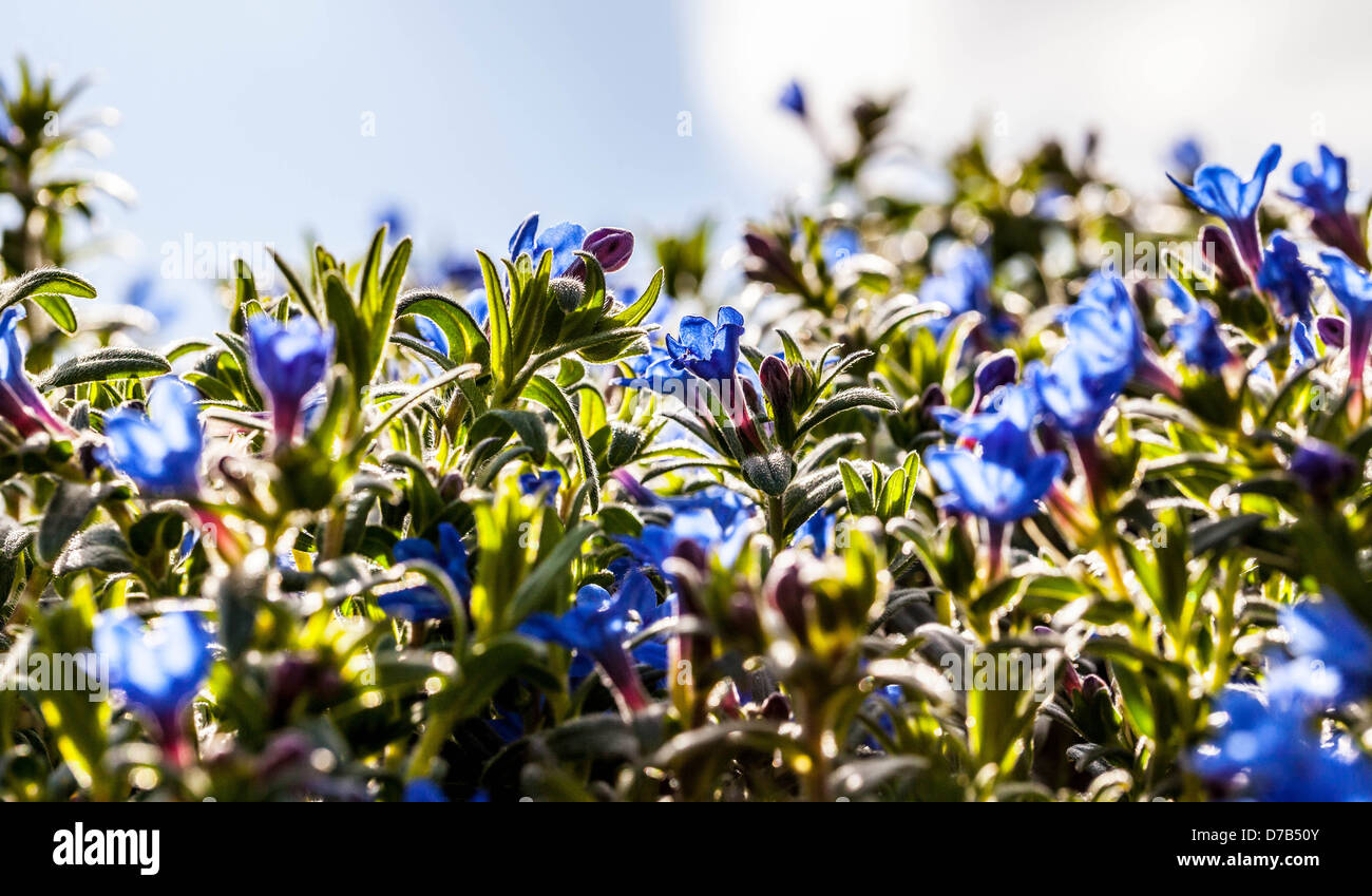 Lithodora diffusa "celeste fiori" Foto Stock