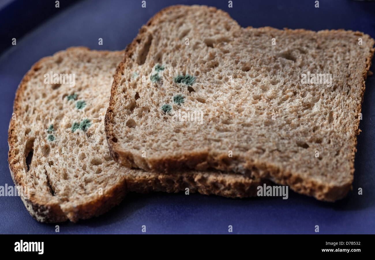 Due fette di pane ammuffito. Foto Stock