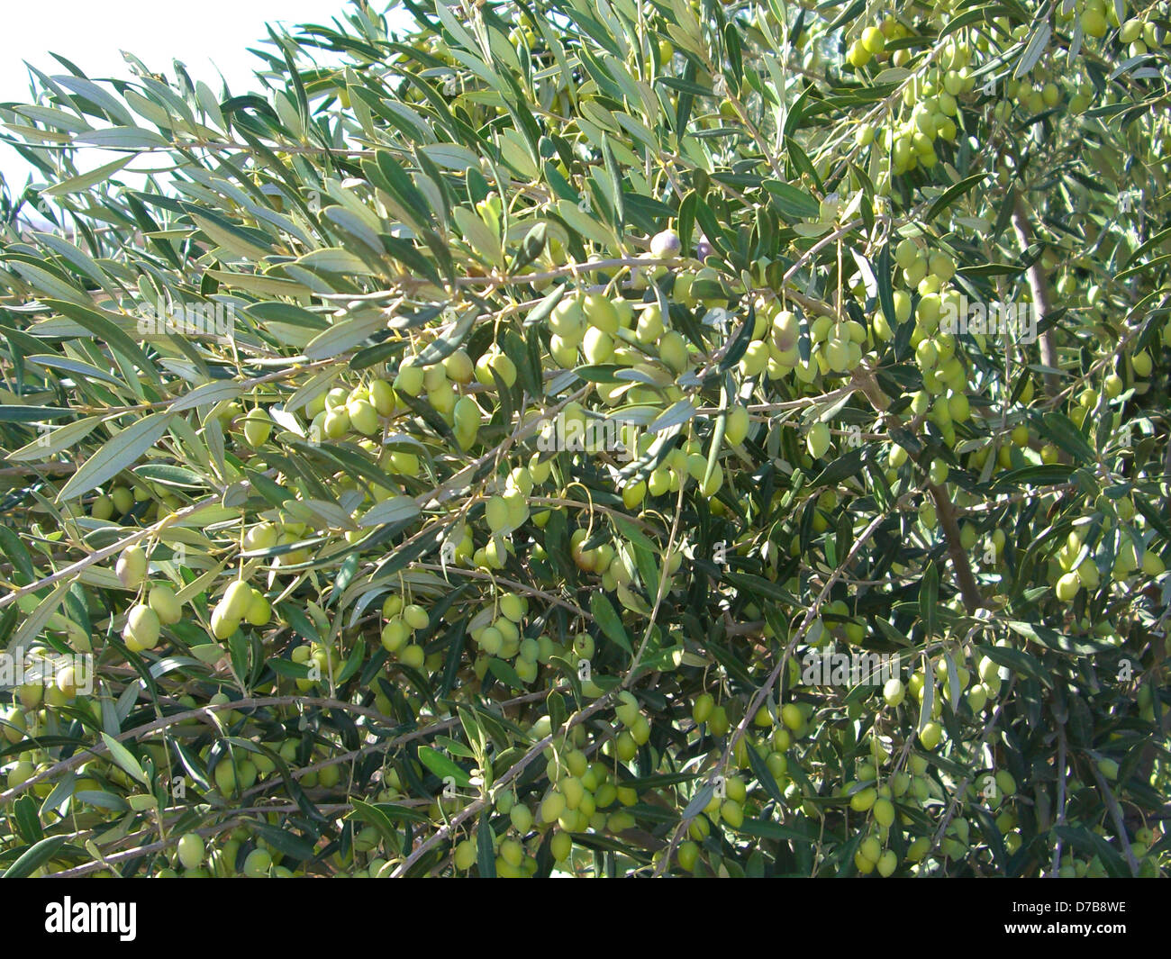 Olive su una struttura ad albero Foto Stock