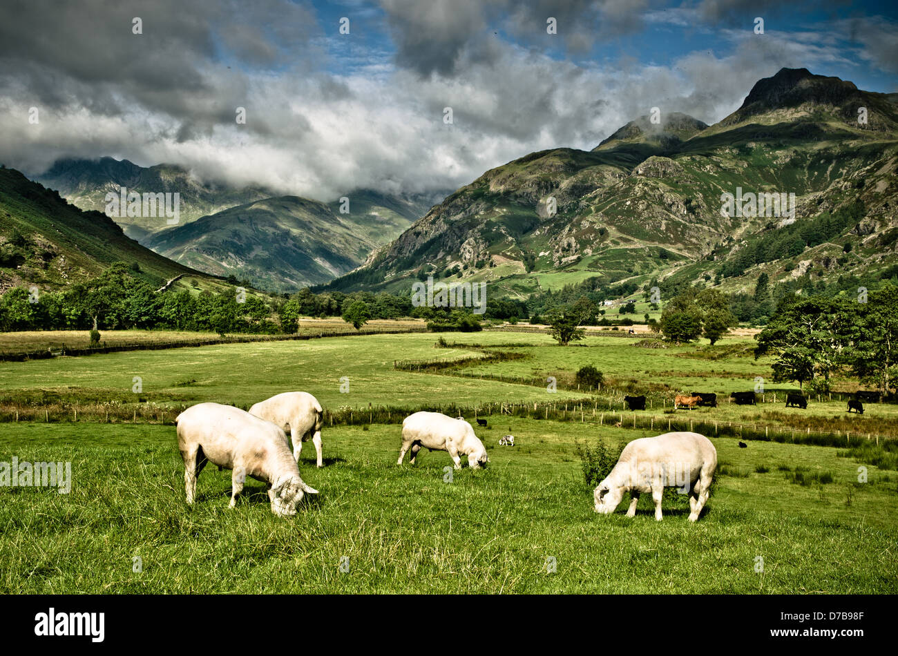 Pecore nel bellissimo Lake District valley. Foto Stock