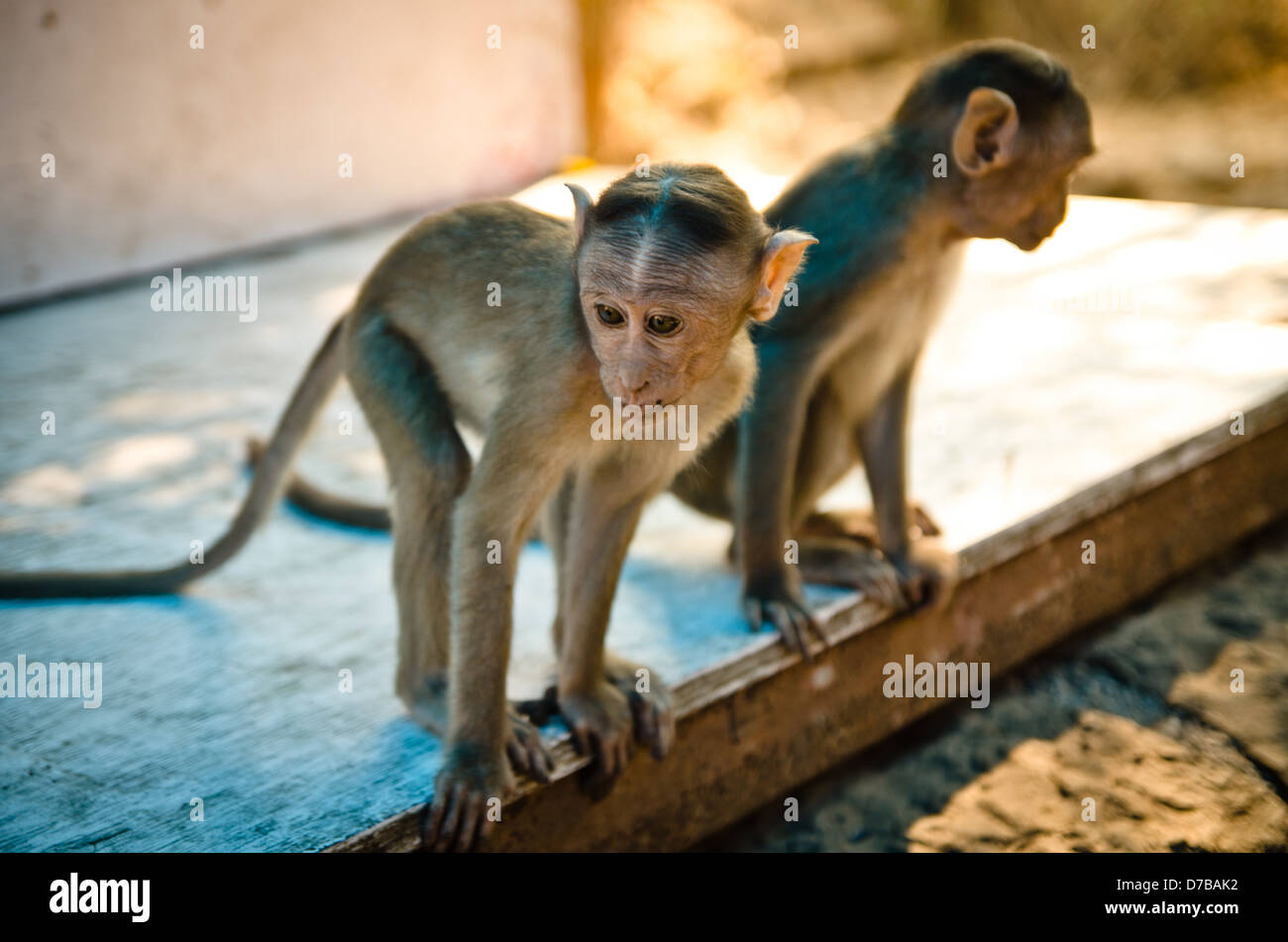 Coppia di baby scimmie, Mumbai, India. Foto Stock