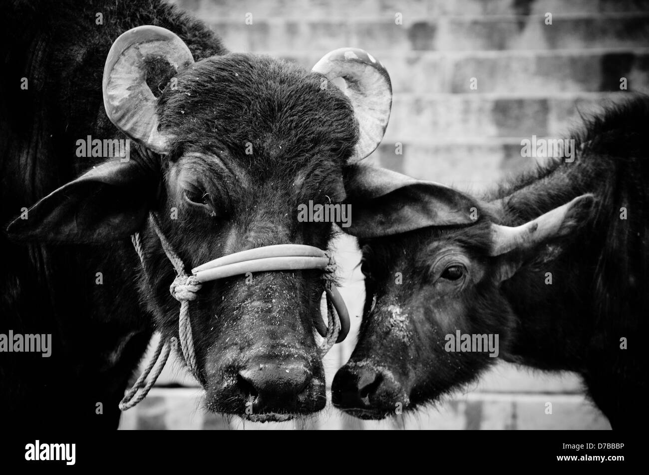 Vacca e vitello di Varanasi, pronunciare Pradesh, India. Foto Stock