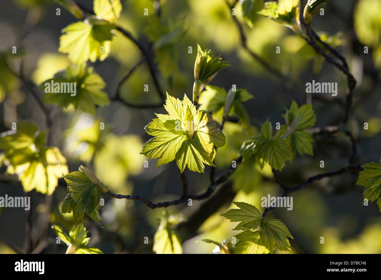 Acero Acer pseudoplatanus lascia illuminato dalla mattina presto sole primaverile, REGNO UNITO Foto Stock